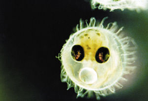 太空旅行 蜜蜂筑巢猴子睡懶覺(組圖)