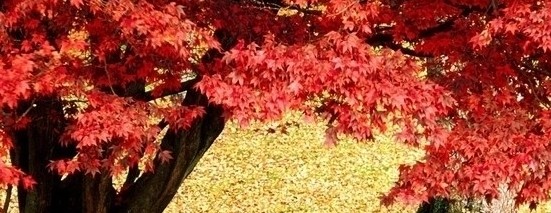 奧巴馬羅姆尼搖擺州大打廣告戰(zhàn) 或影響選情(圖)