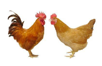 信宜特產(chǎn)三黃雞 信宜特產(chǎn)三黃雞