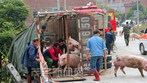 運豬車與灑水車相撞 一死二傷 運豬車與灑水車相撞 一死二傷