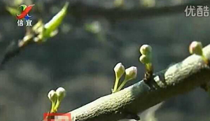 信宜錢排李花即將進入盛開時節(jié) 喜歡觀看的朋友不容錯過 信宜錢排李花即將進入盛開時節(jié) 喜歡觀看的朋友不容錯過