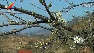 信宜錢排李花即將進入盛開時節(jié) 喜歡觀看的朋友不容錯過 信宜錢排李花即將進入盛開時節(jié) 喜歡觀看的朋友不容錯過