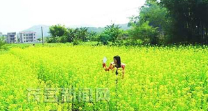 東鎮(zhèn)十腰村油菜花盛開 引來大批游人觀賞 東鎮(zhèn)十腰村油菜花盛開 引來大批游人觀賞