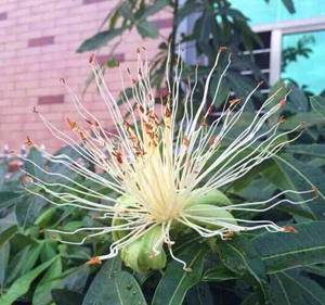 信宜金碧花園一棵發(fā)財樹開花結(jié)果 信宜金碧花園一棵發(fā)財樹開花結(jié)果
