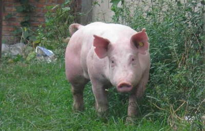 村民貪小便宜“收養(yǎng)”走失母豬 母豬竟會(huì)自己回家 村民貪小便宜“收養(yǎng)”走失母豬 母豬竟會(huì)自己回家